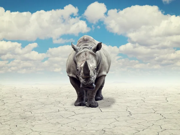 Rhino in a desert — Stock Photo, Image