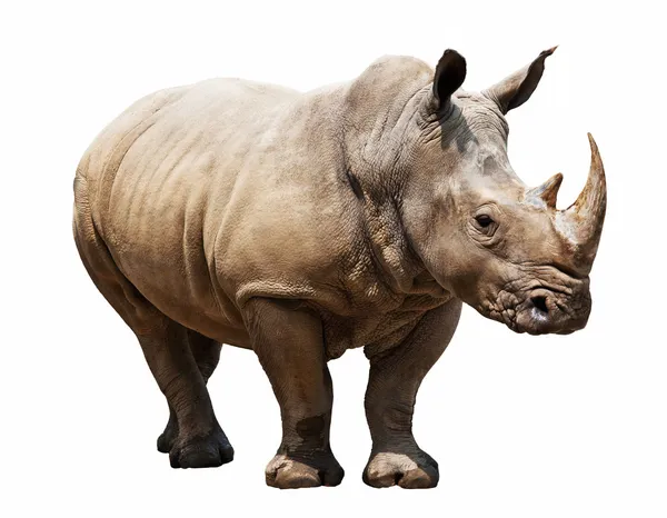 Rhino op witte achtergrond — Stockfoto