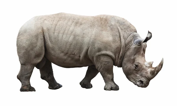 Rhino on white background — Stock Photo, Image