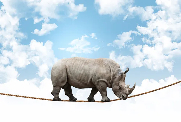 Acrobat rhino — Stockfoto
