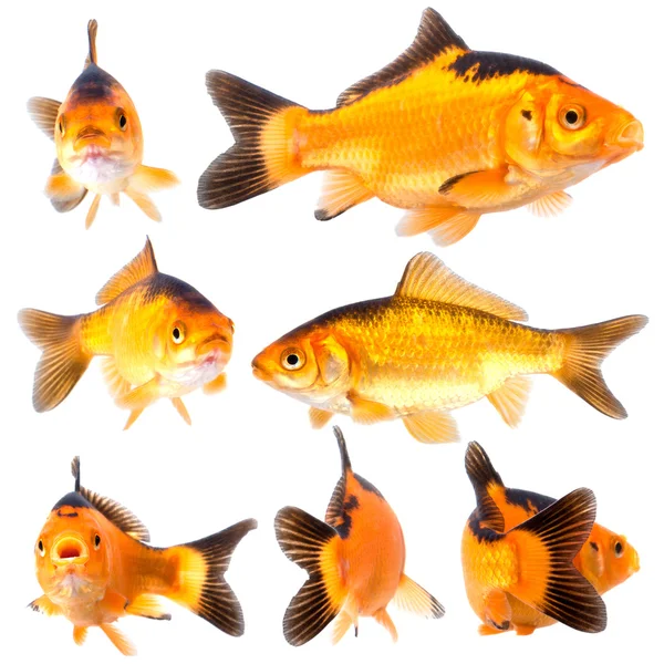 Goldfishg — Stock Photo, Image