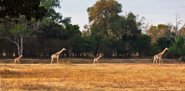 Rodinné giraf — Stock fotografie