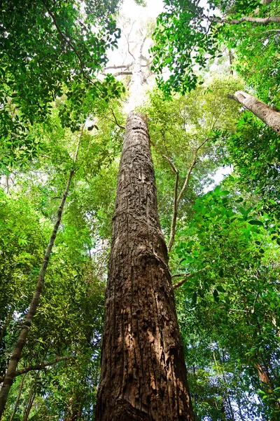 Дерево в Борнео — стоковое фото