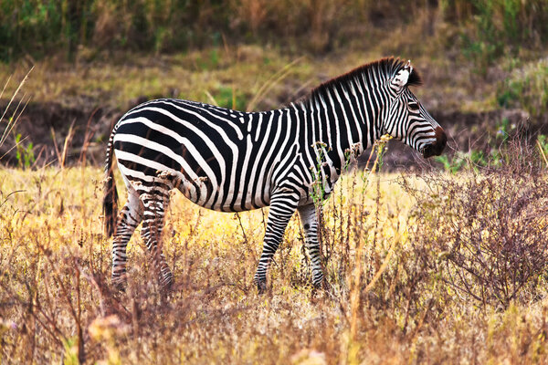 Portrait of zebra in zambia park