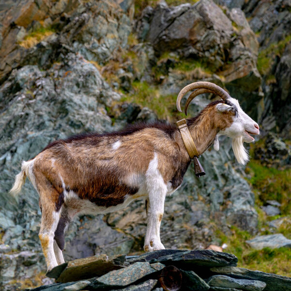 mountain goat with cowbell, italian alps
