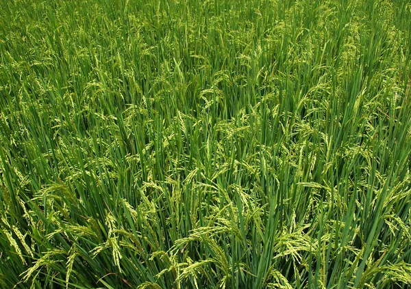 Campo de arroz exuberante e verde — Fotografia de Stock