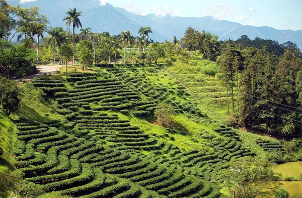 Herbata plantation na Tajwanie — Zdjęcie stockowe