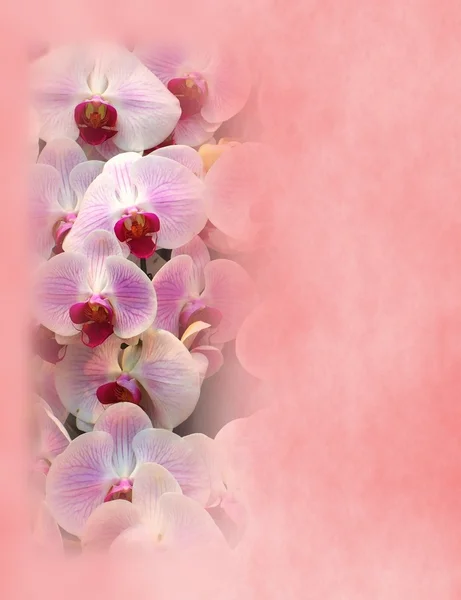 Valentine thema met prachtige orchideeën — Stockfoto