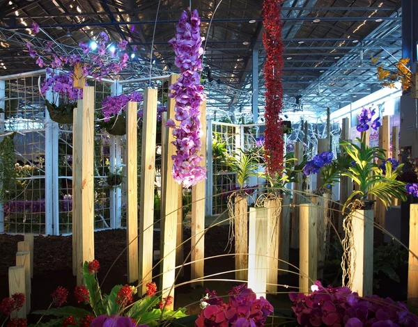Die internationale orchideenausstellung in taiwan — Stockfoto