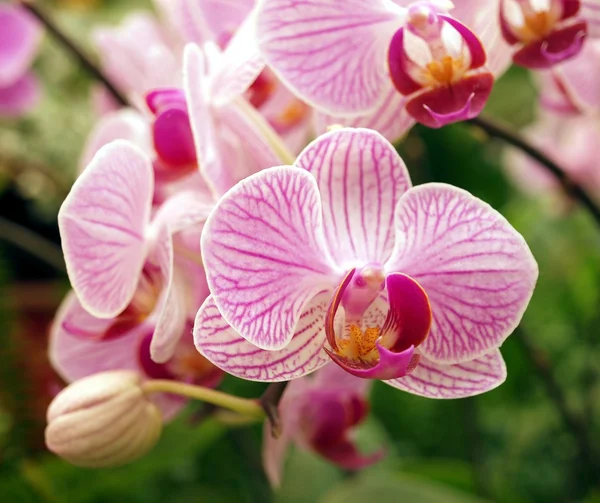 Orquídeas de borboleta rosa e roxa — Fotografia de Stock