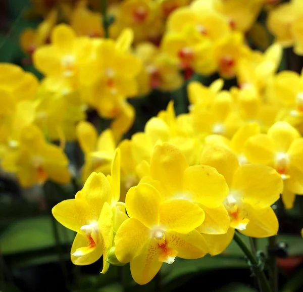 Orquídeas tropicales brillantes amarillas de la mariposa — Foto de Stock