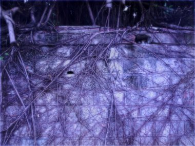 eski tuğla duvar Spooky ormanı