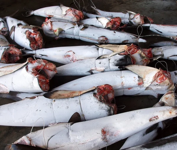 Gefrorener Thunfisch für die Konserve — Stockfoto