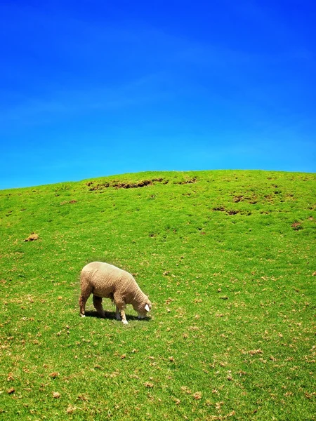Lone Sheep on Green Pasture — Stock Photo, Image