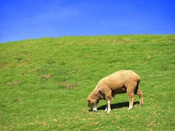 Pâturage de moutons solitaires dans une prairie — Photo