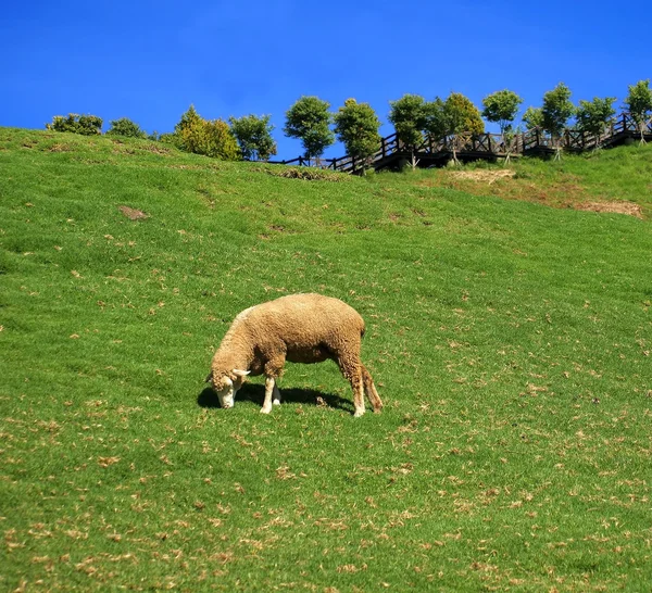 Pâturage de moutons sur un pâturage luxuriant — Photo