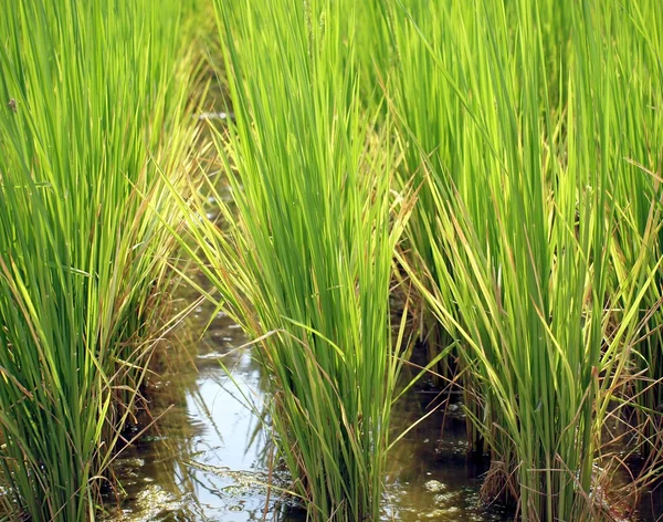 Arroz paddy closeup — Fotografia de Stock