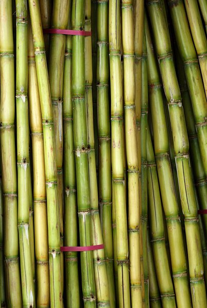 Bundles of Fresh Sugar Cane