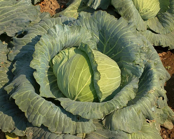 Grote kool hoofd in een veld — Stockfoto