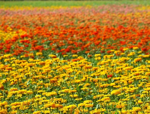 Flores coloridas de calêndula — Fotografia de Stock