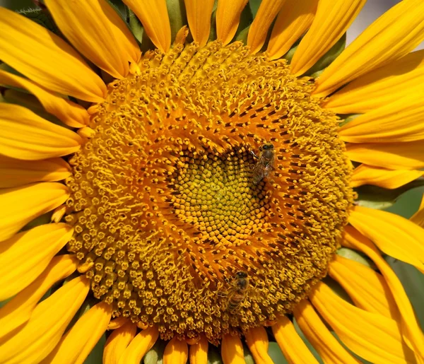 Işık saçan bir ayçiçeği closeup — Stok fotoğraf