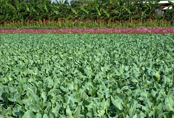 Campo de plantas de couve-flor verde — Fotografia de Stock