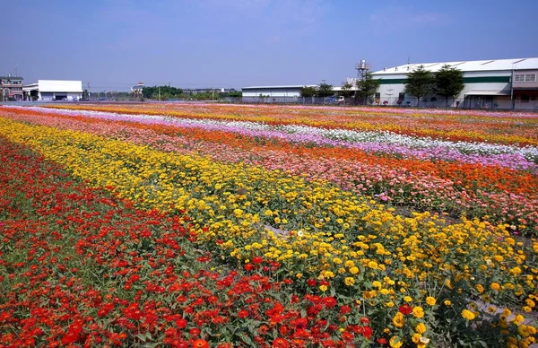 Renkli kadife çiçeği çiçek alanı — Stok fotoğraf