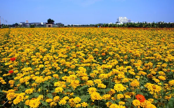 Parlak sarı kadife çiçeği çiçek — Stok fotoğraf