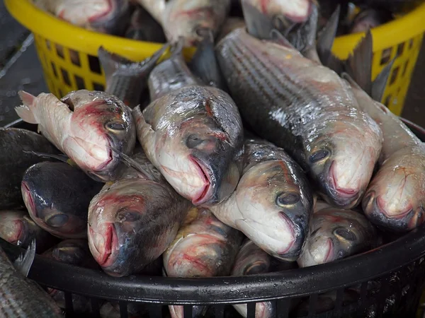 Triglie grigie in vendita al mercato del pesce — Foto Stock