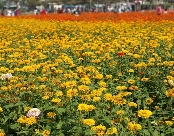 訪問者は、カラフルなマリーゴールドの花を楽しむ — ストック写真