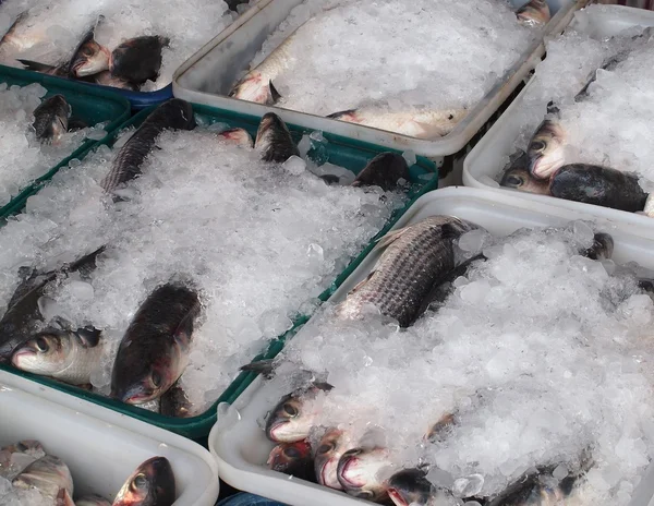 Gris salmonete pescado embalado en hielo — Foto de Stock