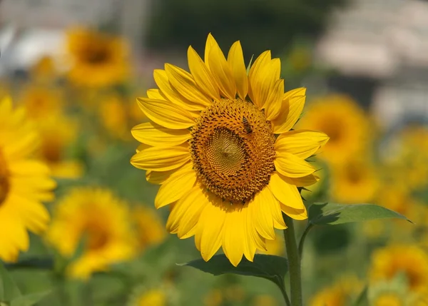 Parlak sarı ışık saçan ayçiçeği — Stok fotoğraf