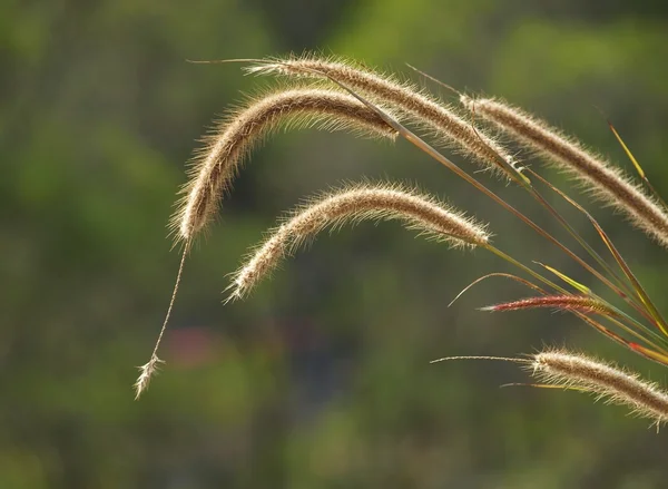 Стебли диких зерна, раскачиваясь на ветру — стоковое фото