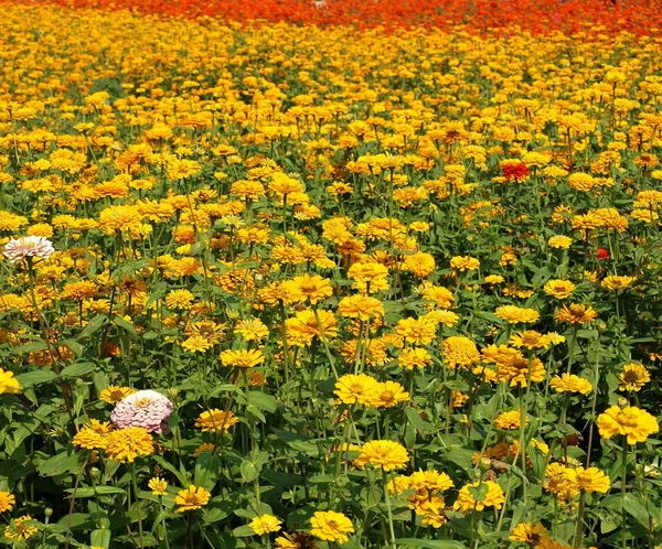 Colorful Marigold Flowers — Stock Photo, Image