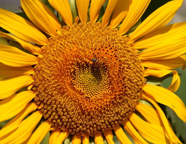 Işık saçan bir ayçiçeği closeup — Stok fotoğraf