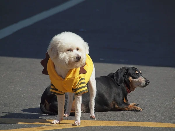 Two Dogs Enjoy the Sunshine — Stock Photo, Image