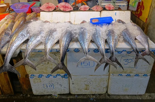 Große indo-pazifische Makrelen — Stockfoto