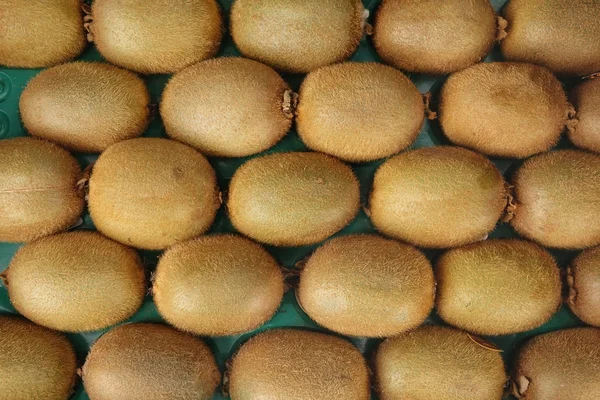 Rows of Fresh Kiwifruits — Stock Photo, Image