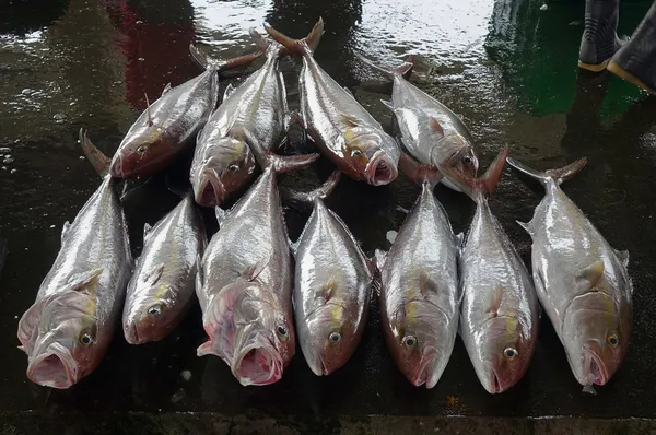 Grand poisson d'Amberjack au marché aux poissons — Photo