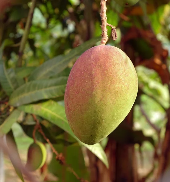 Grande frutto di mango sull'albero — Foto Stock