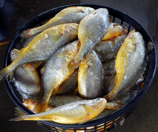 Panier avec Croakers jaunes — Photo