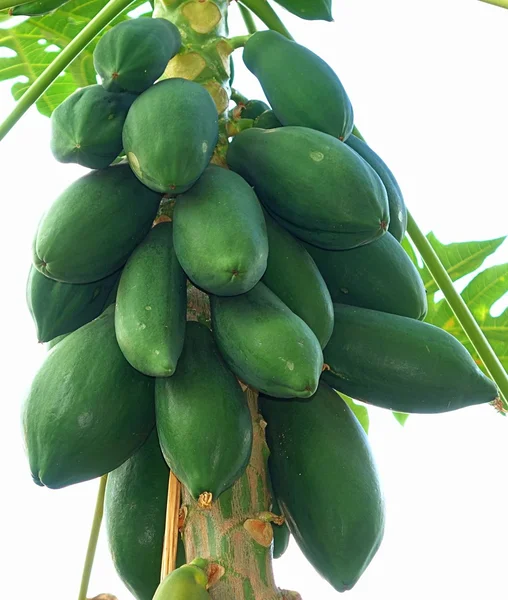 Papayabaum mit grünen Papayas — Stockfoto