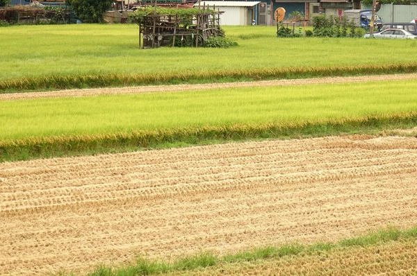 Campos de arroz na época da colheita — Fotografia de Stock