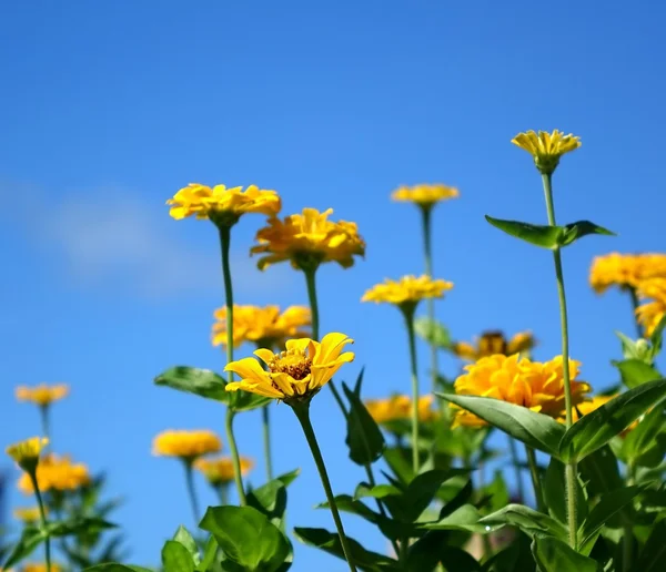 Flores de calêndula amarelas brilhantes — Fotografia de Stock