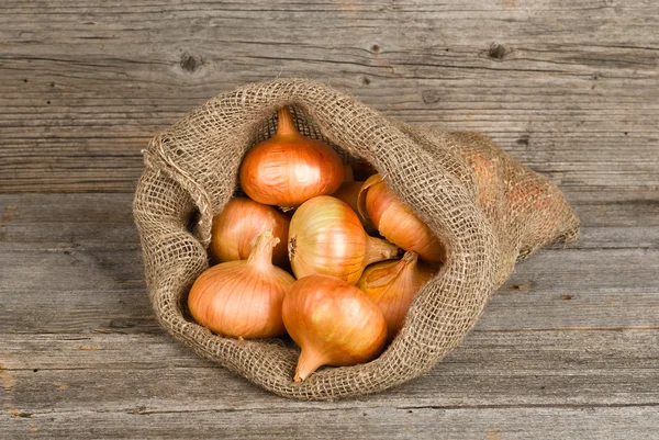 Cosechar cebollas — Foto de Stock