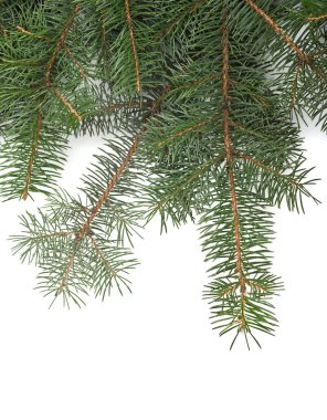 Noel ağacı dalları kenarlık