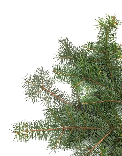 Ramos de árvore de Natal fronteira — Fotografia de Stock