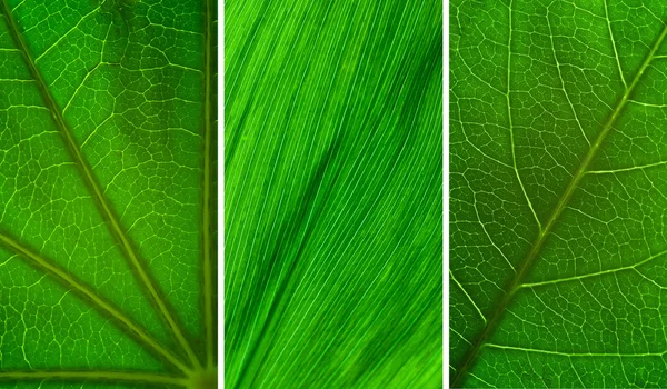 Coleção folha verde — Fotografia de Stock