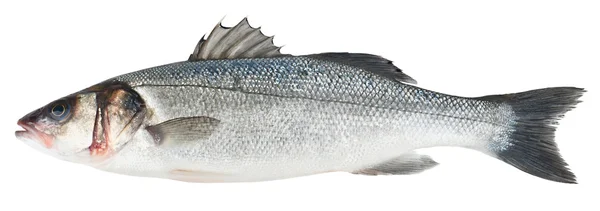 Pesce branzino fresco isolato — Foto Stock