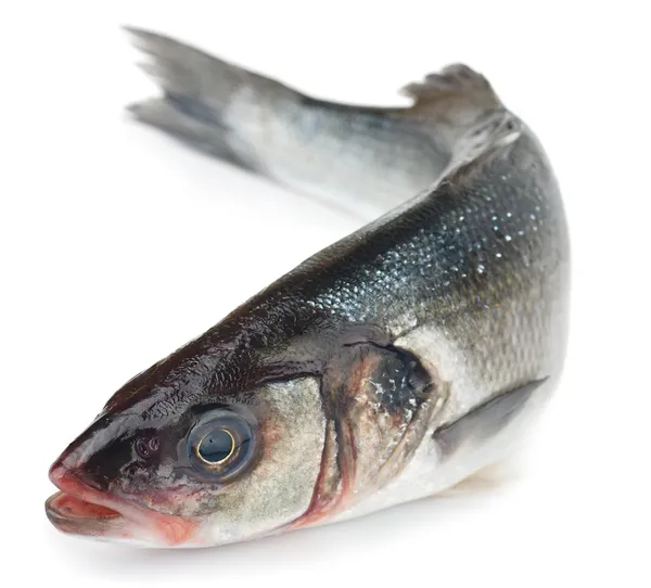 Fresh Sea Bass — Stock Image Fresh Sea Bass Royalty Free Stock Photos
